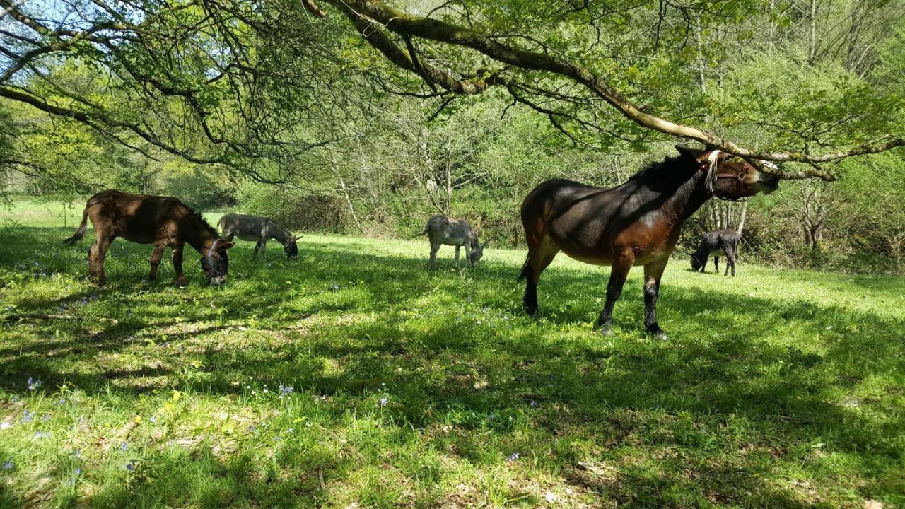 Le Moulin De Pensol - Gites Kültér fotó